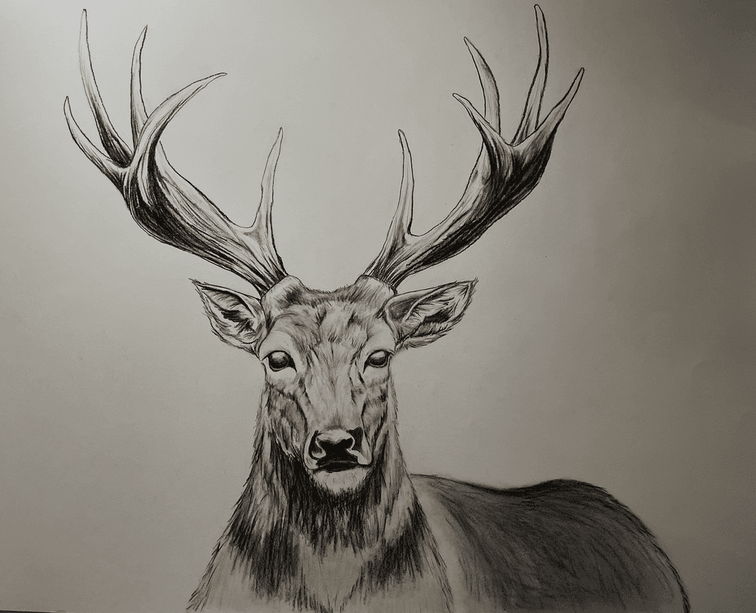 stag