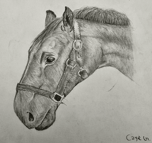 first sketch of a horse
