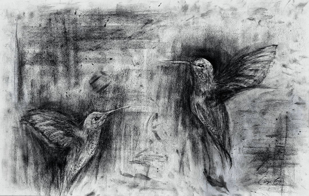 hummingbirds for wb