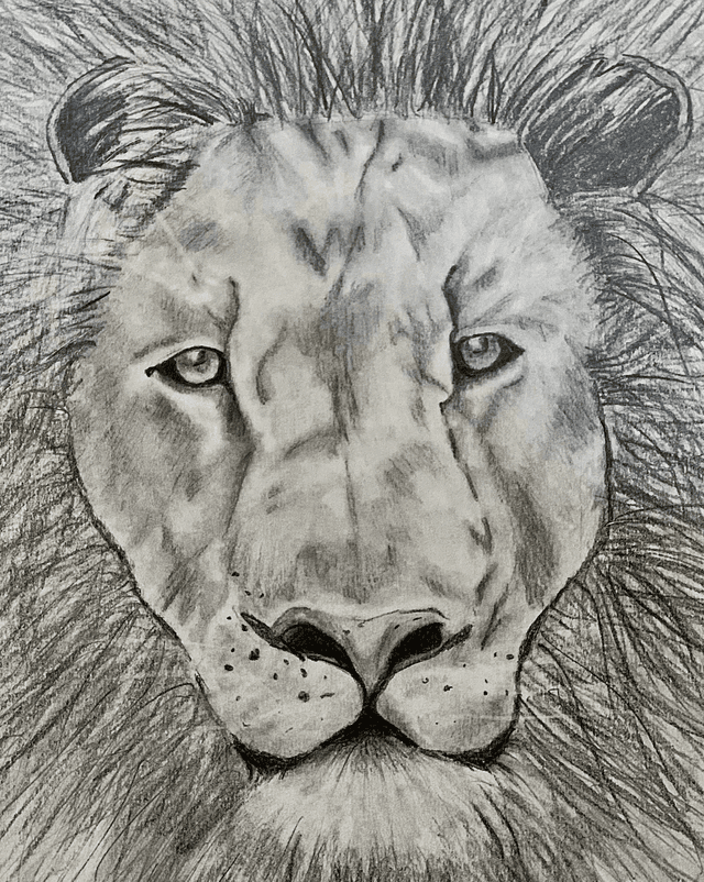 lion sketch