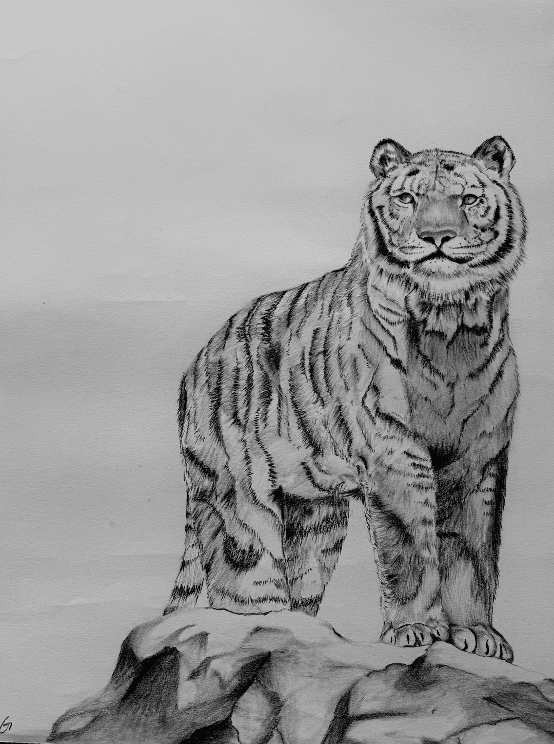tiger