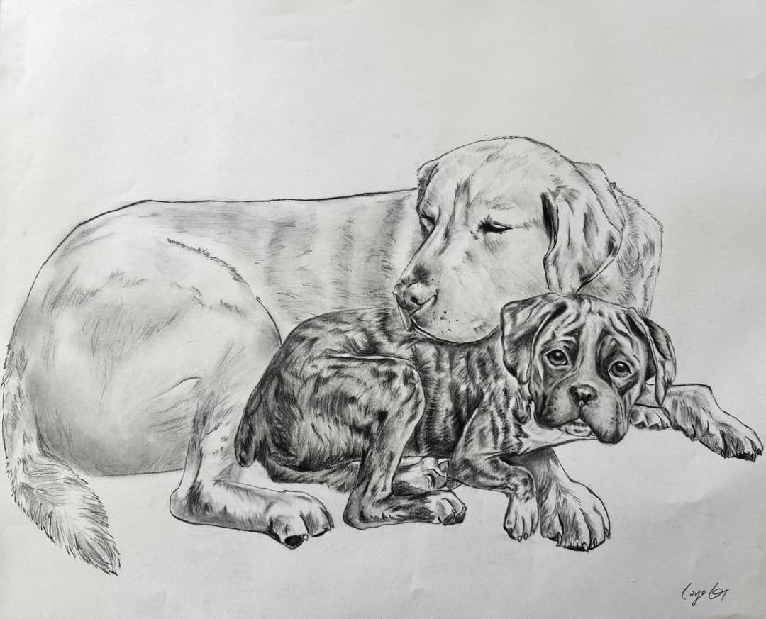 dogs
