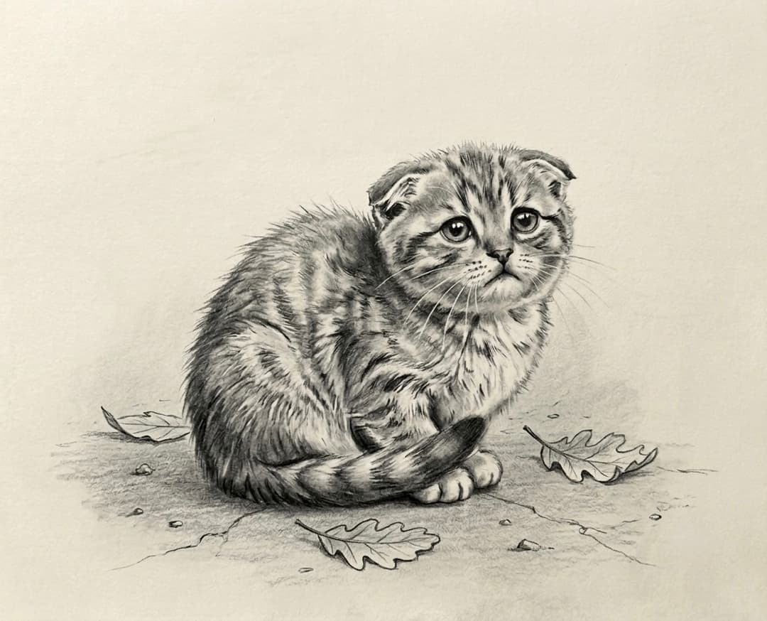 cat